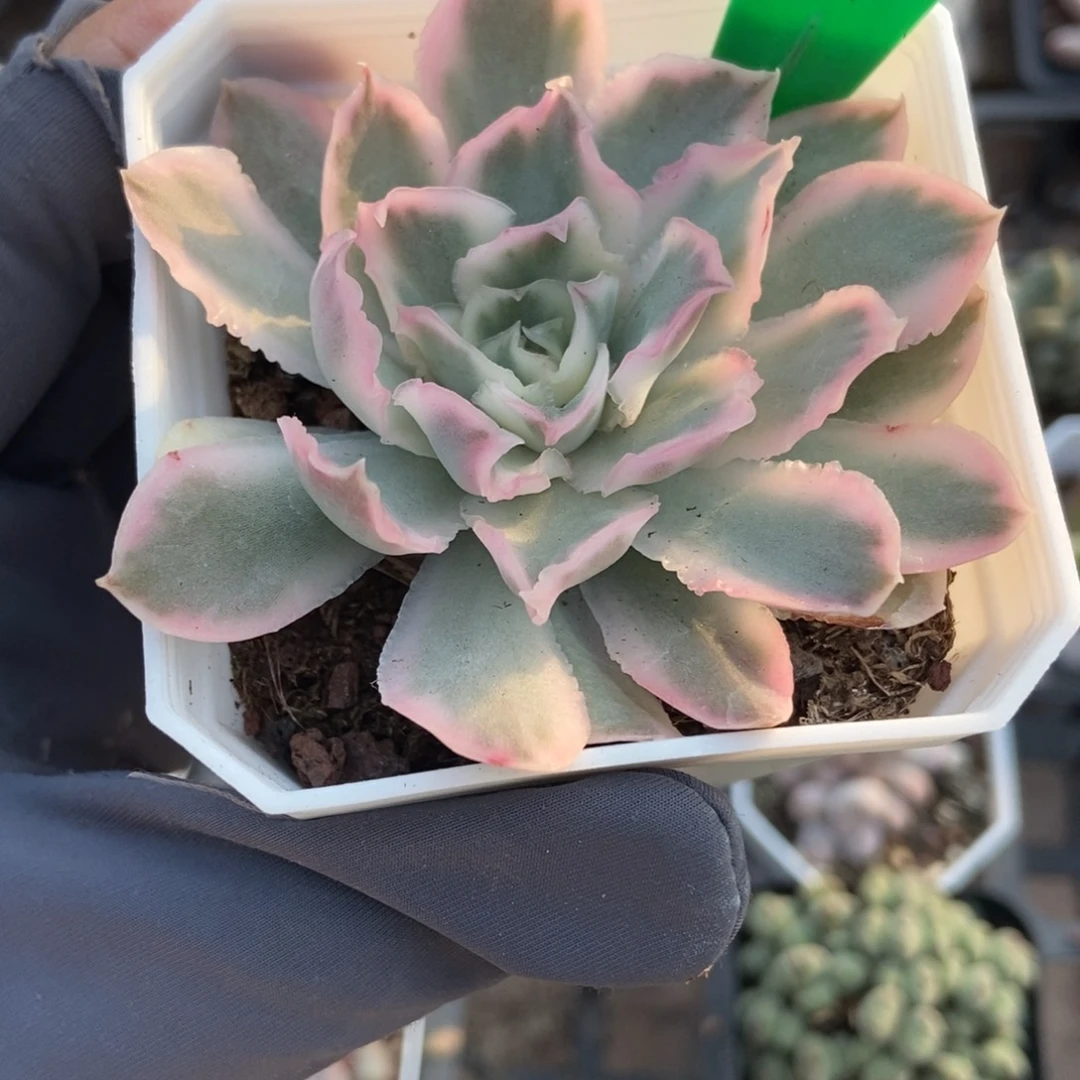 817紫蝴蝶锦多肉植物