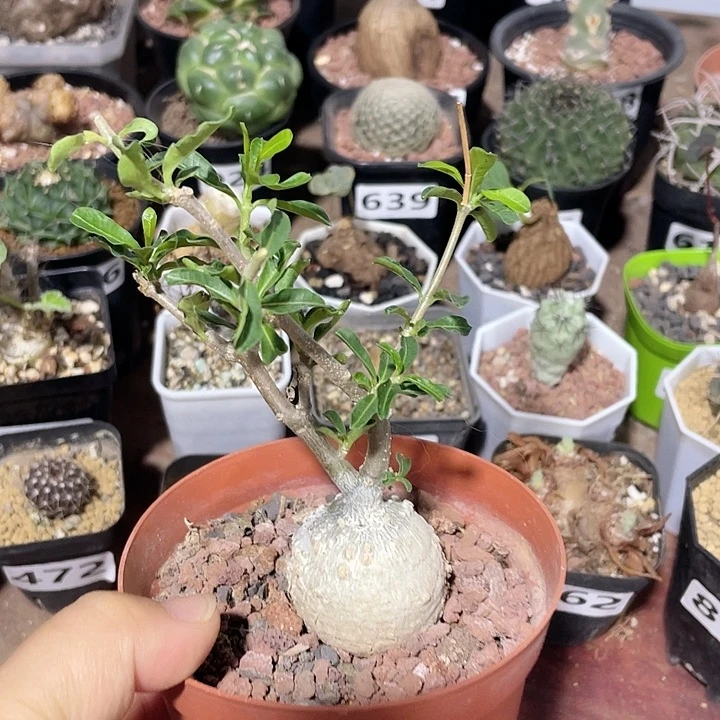 603火星人块根块根