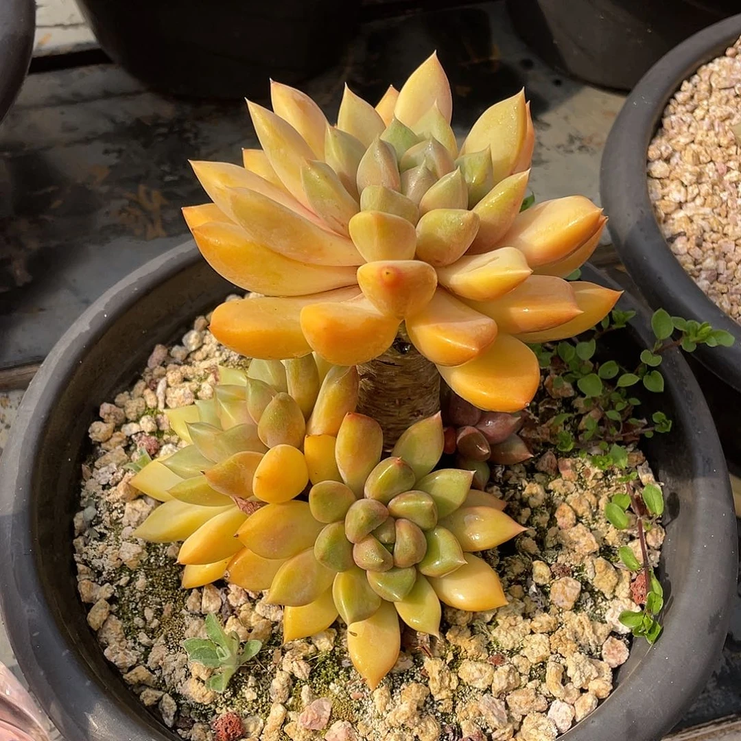 多肉植物一物一拍