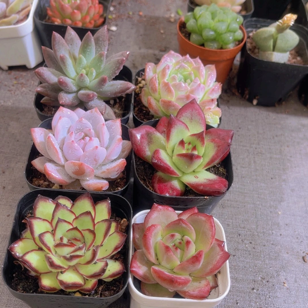 高考顺利套餐带盆土多肉