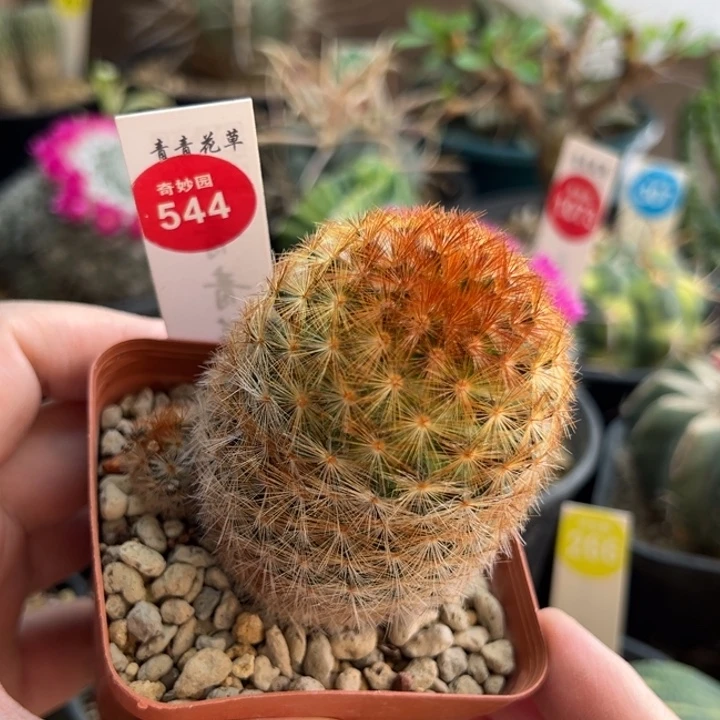 带崽佛头嘉文丸一棵仙人球