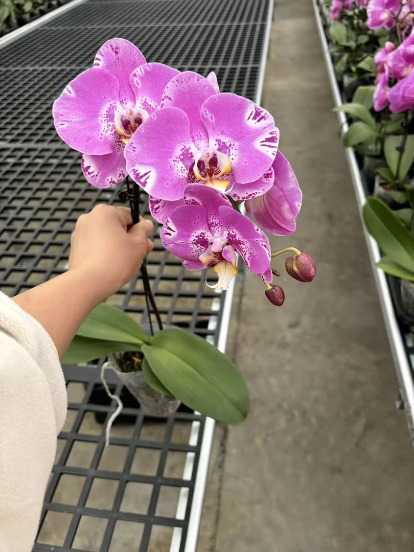 藏宝图蝴蝶兰，单颗