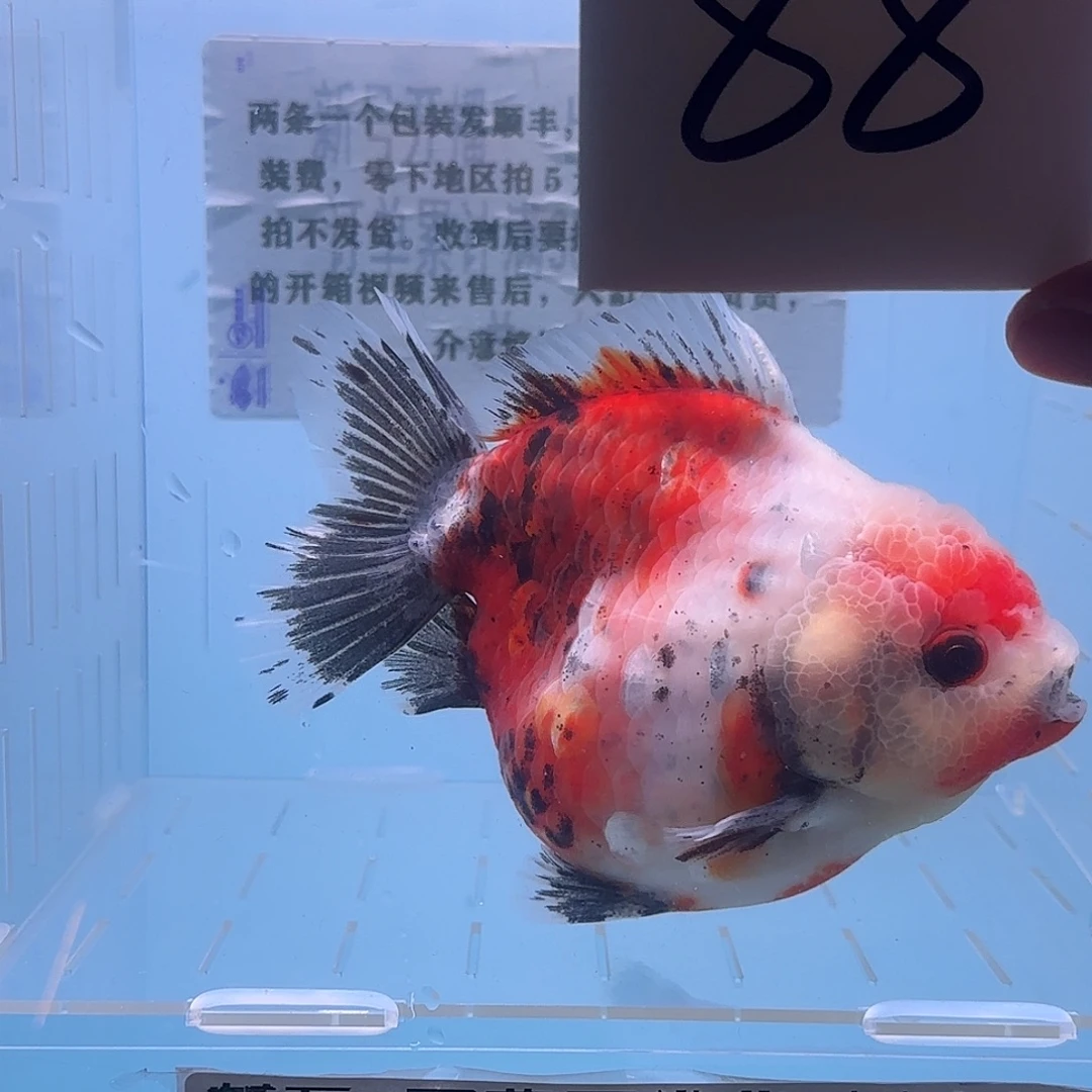 金鱼腾川金鱼直播专用