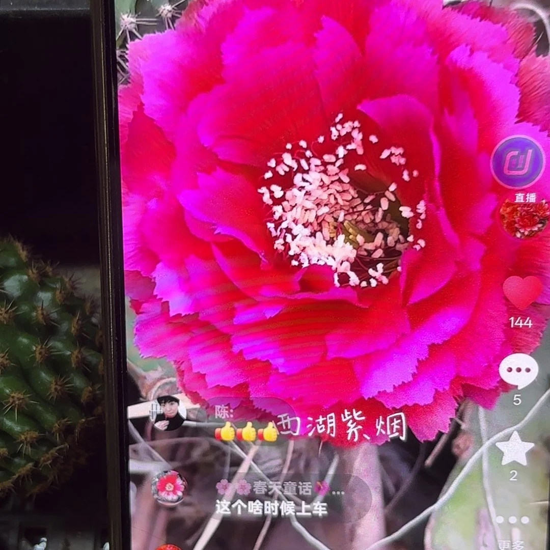 紫烟侧牙20包邮地理