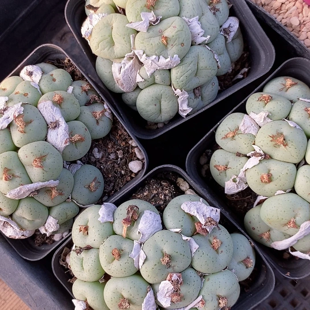 1524爆盆吕氏大饼一群。