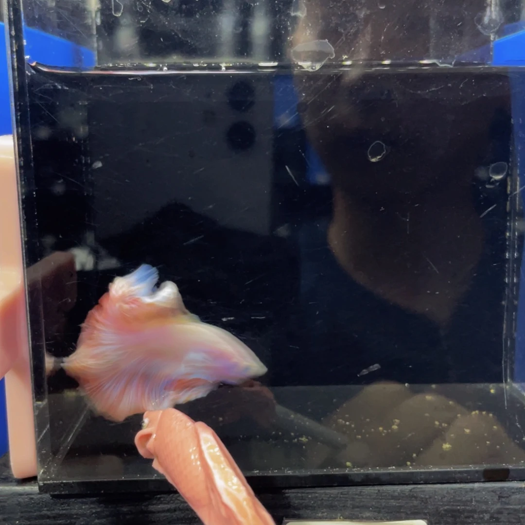 蓝口孵鱼Hahahzhah 489