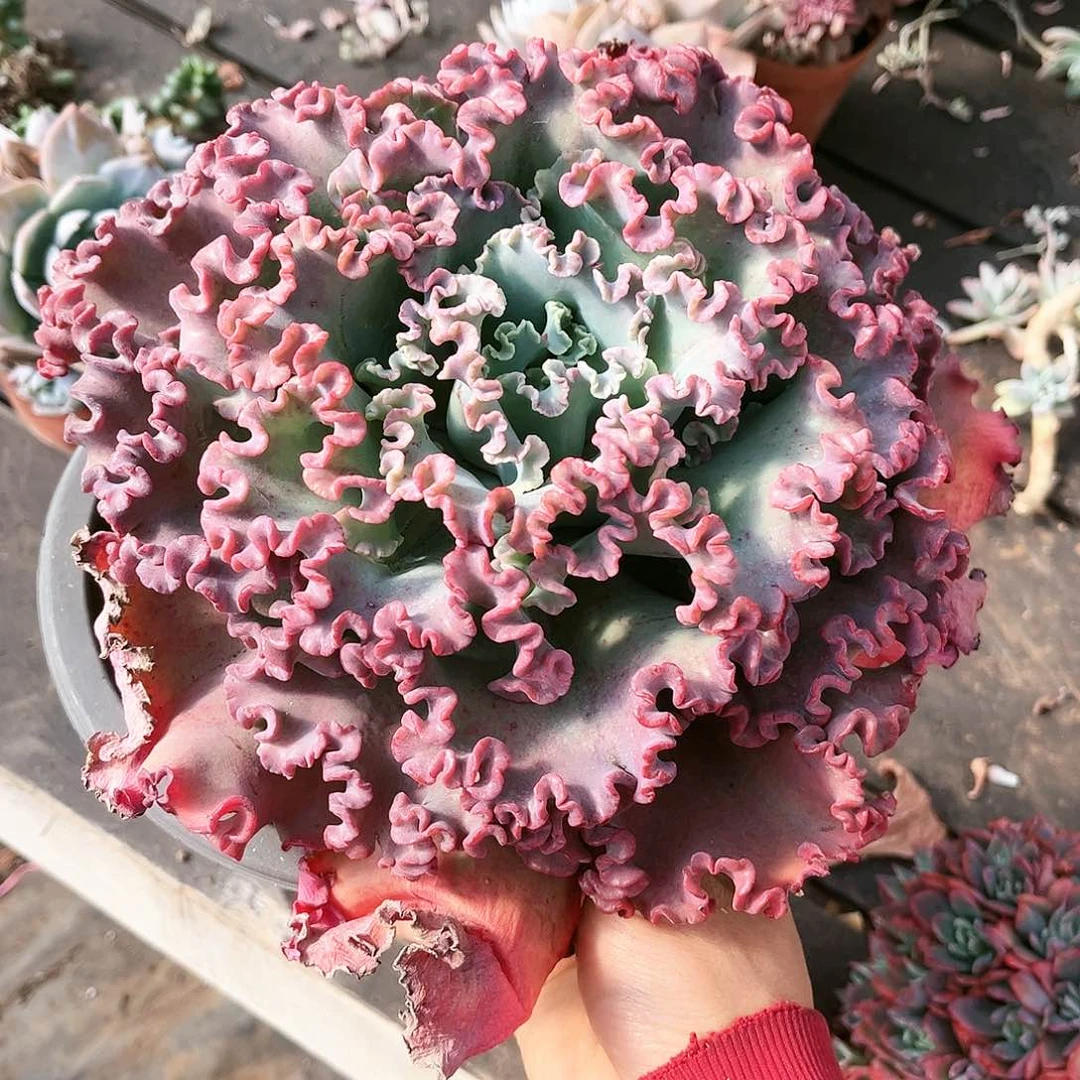 女王12.88多肉植物