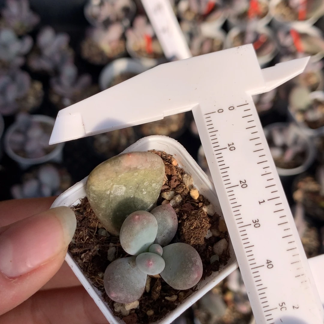 黄金鸡蛋大叶奶小苗