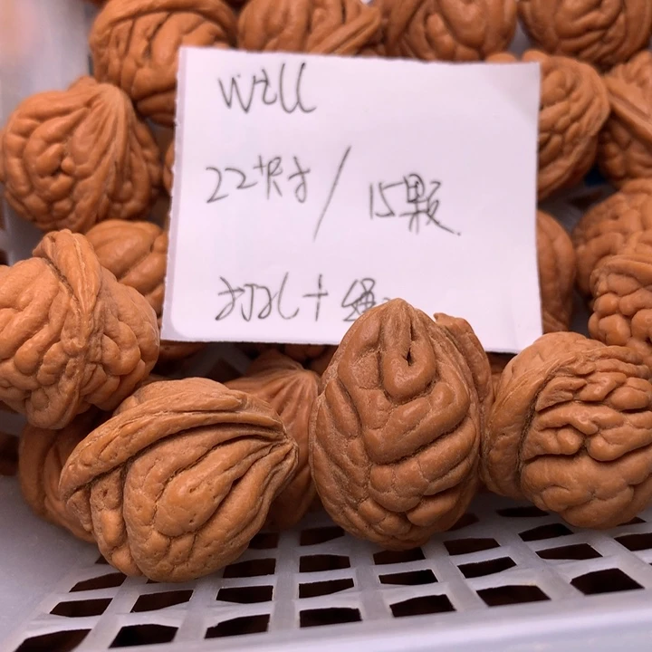 野生桃核霸王龙22➕尺寸