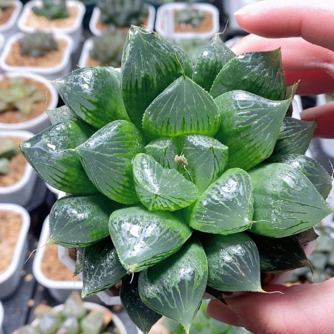 三仙寿母本玉露多肉植物