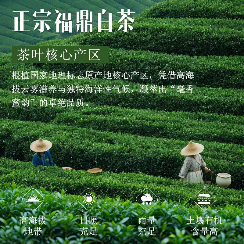 茶才颂陈皮白茶无糖茶饮料1.25L*2瓶聚会大瓶解渴夏日必备饮品