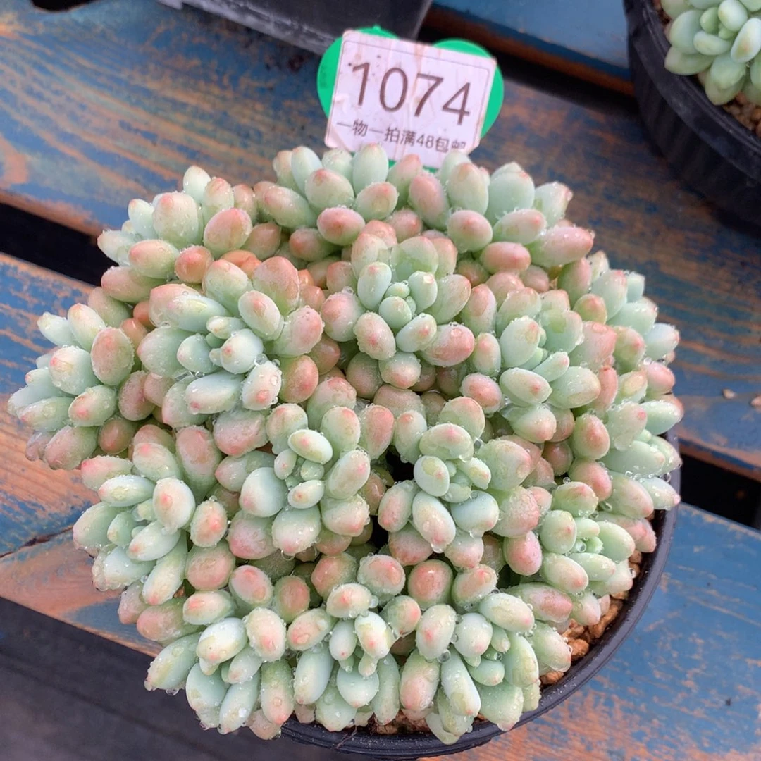 洛可可无砍平头1074