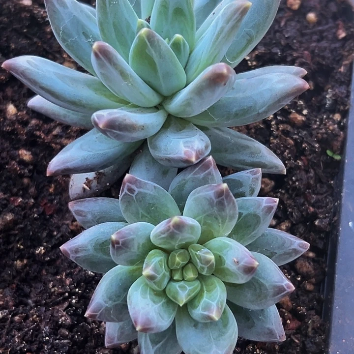 1颗美人系列多肉植物