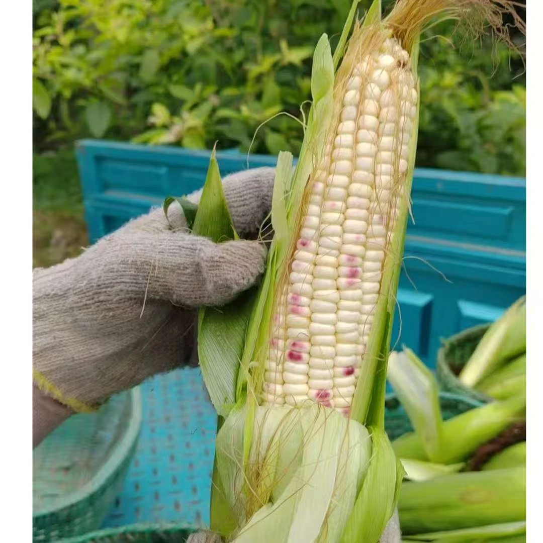 湖北农家自种新鲜糯玉米