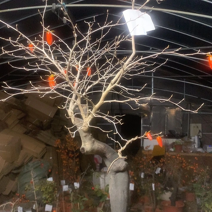 一***悔无花朵老鸦是真的好喜欢