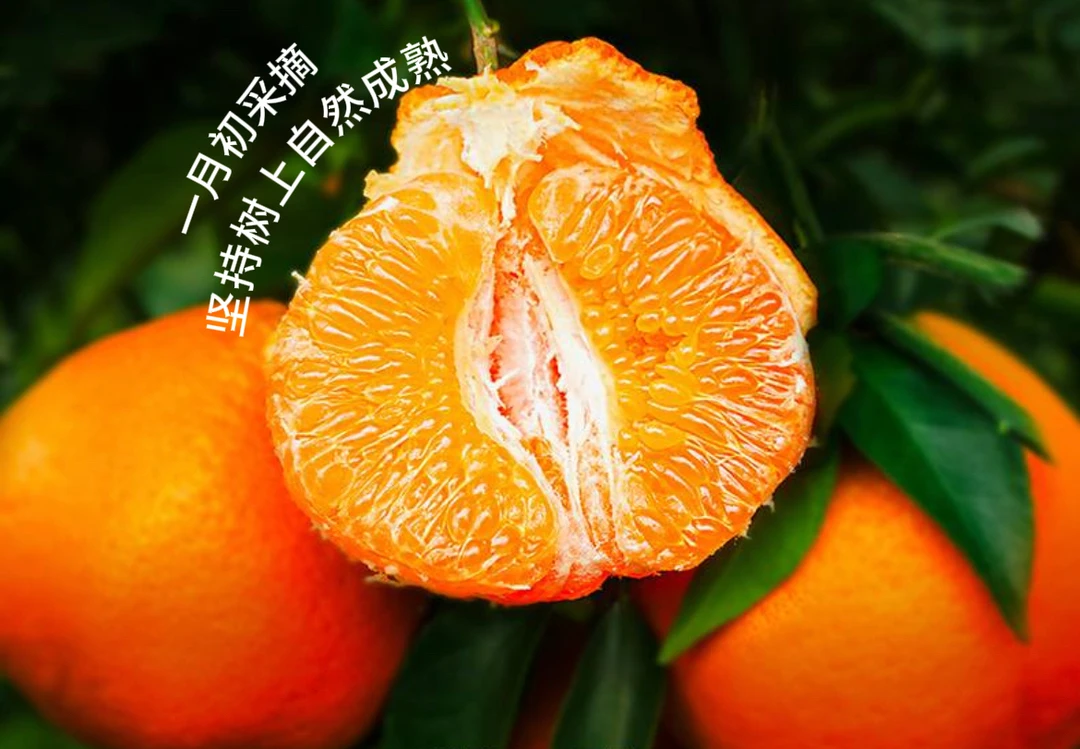 正宗四川春见耙耙柑香甜爆汁当季水果新鲜采摘净重4.5斤包邮~