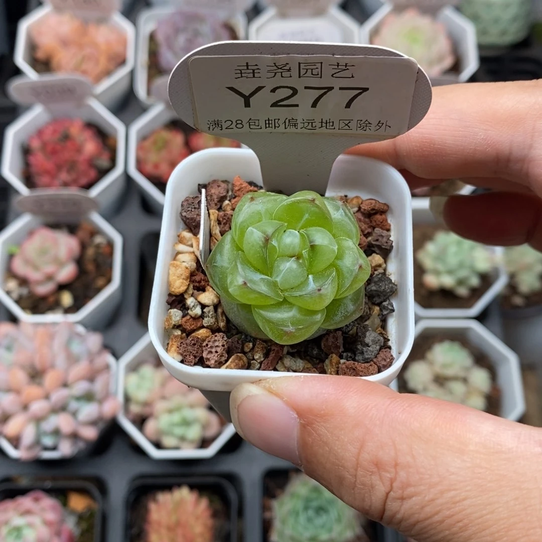 じ**婷l0277 恶魔之泪 2.8cm w
