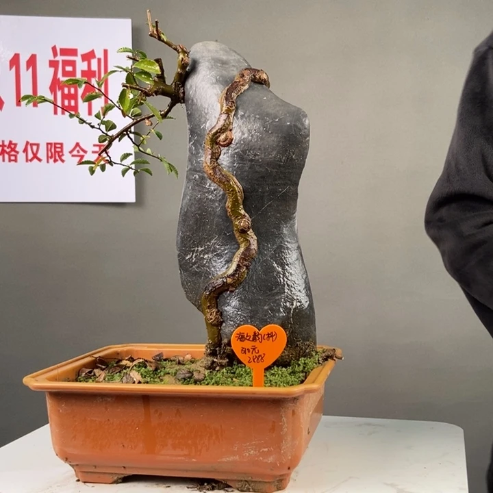 海***韵无花朵王发忠附石盆景