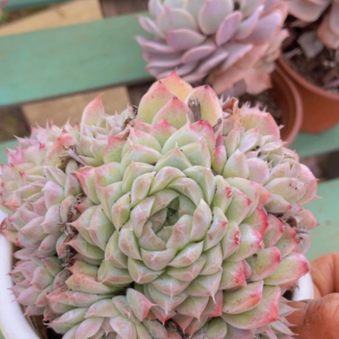 【闪购商品】桃熏女王03303