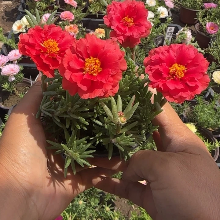 无花朵量拍矮中国红超小苗盆口10cm