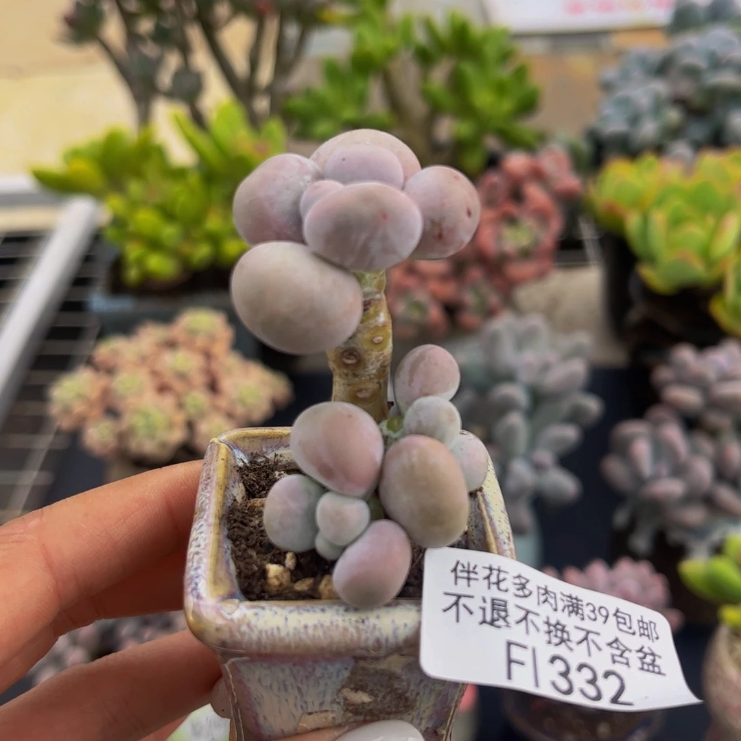 332-芭比奶多肉2cm