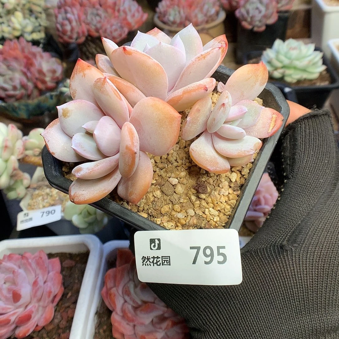 796奶茶多肉植物6666