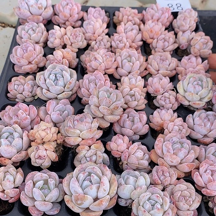 88 多肉植物盆栽花卉植物