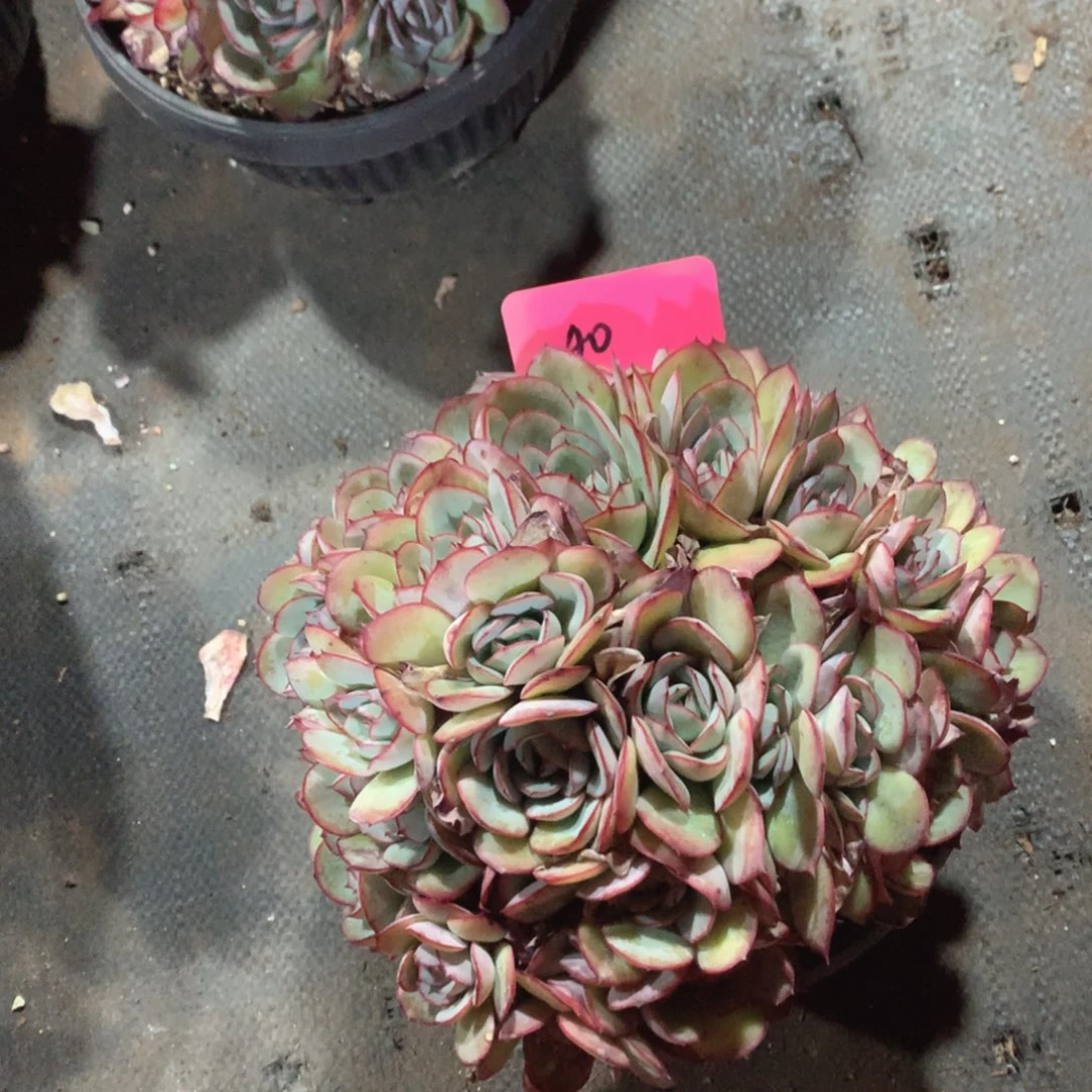 多肉植物40号牡丹亭多朵朵缀