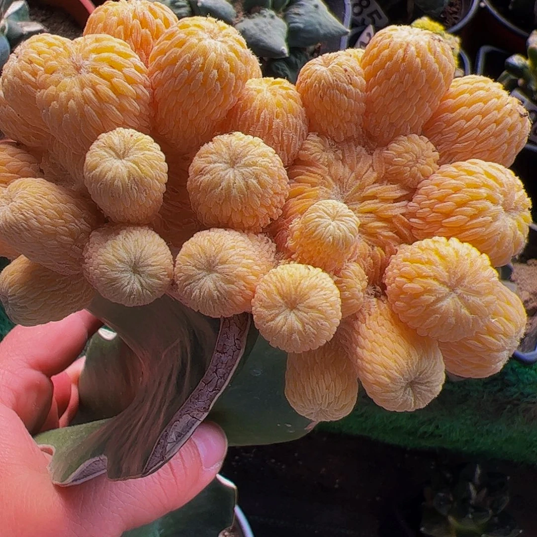 无花朵精巧丸锦群436