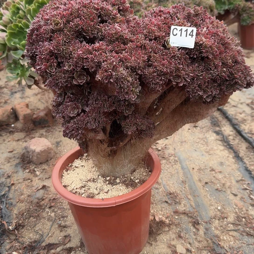 114玫瑰朵朵有伤一颗呀呀