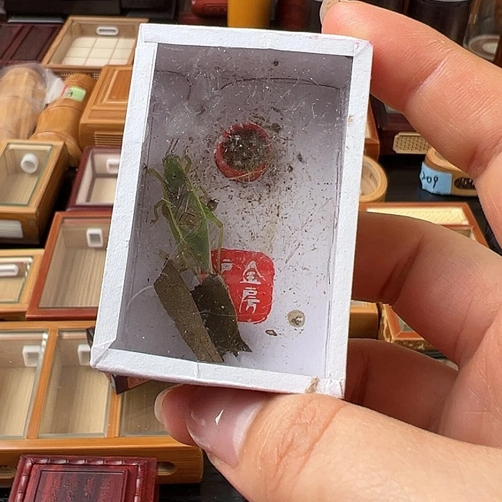 仅一天鸣虫2元开始包邮