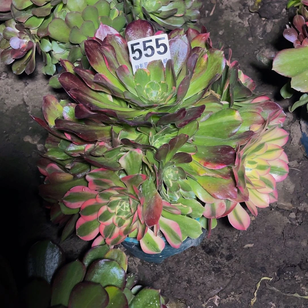 红陶法师法师26-43包邮法师