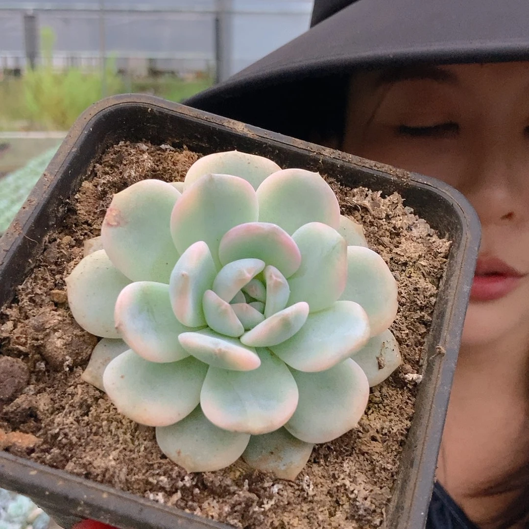 橙梦露锦单头随机