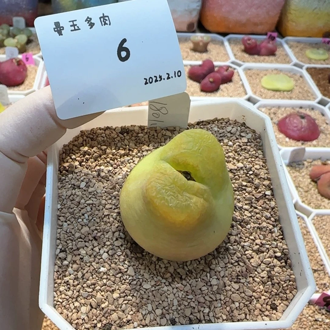 K多肉多肉多肉2.10-006K