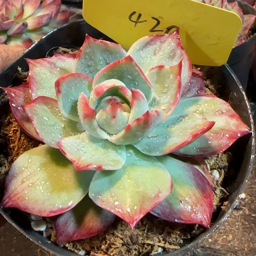 420 惊鸿一物一拍包装收缩花旱