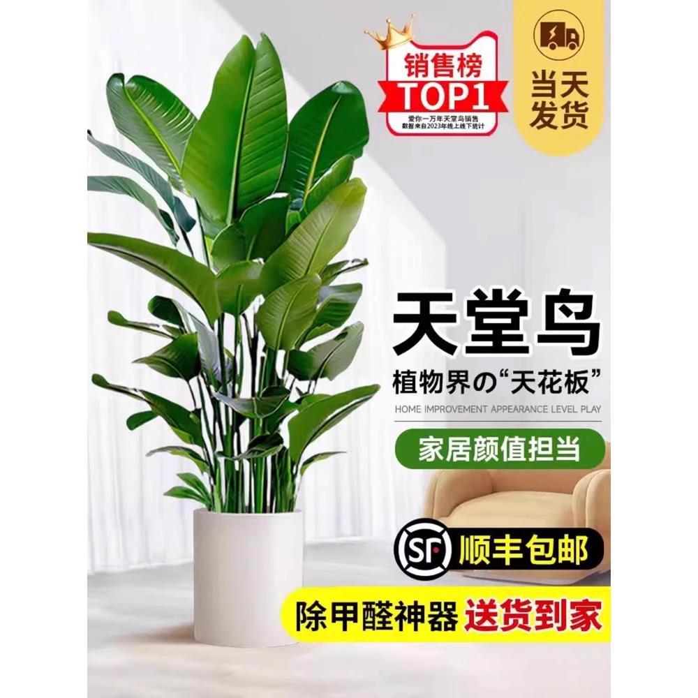 天堂鸟客厅大型绿植办公室内旺宅落地式大叶花卉鹤望兰吸植物