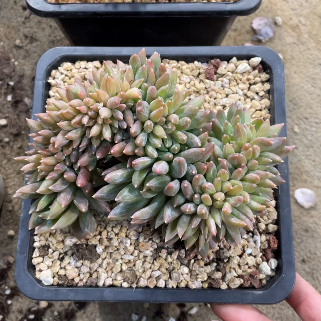 炫彩星缀冠幅14 公分一物一拍