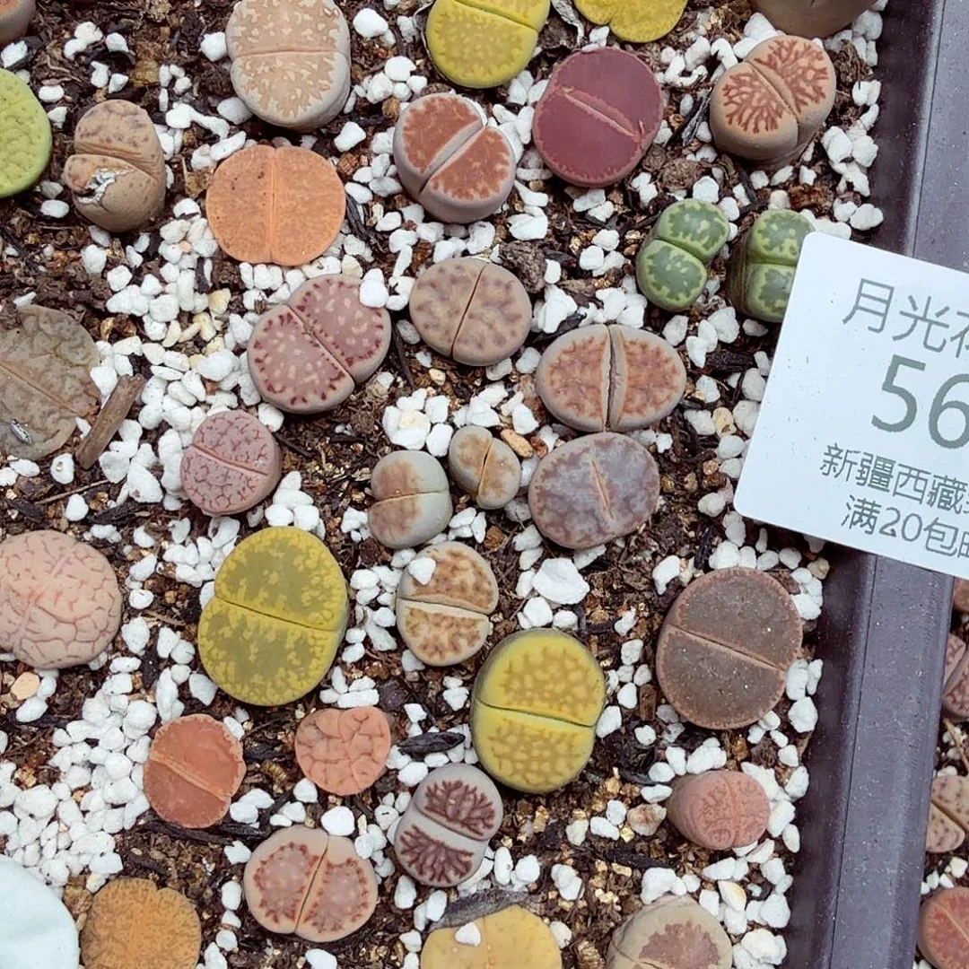 哈哈笑了好喜欢你好啊563我