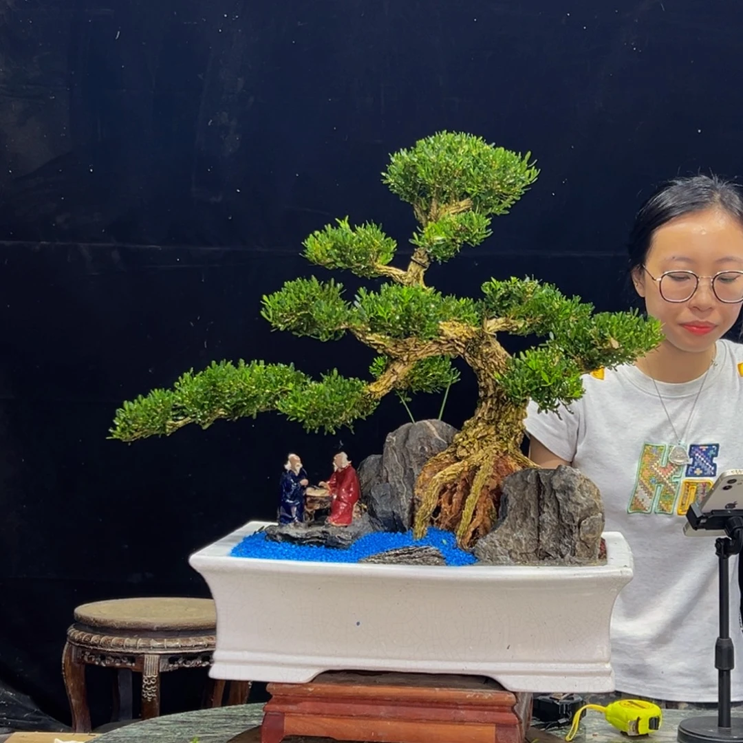 无花朵广东皱皮雀舌黄杨