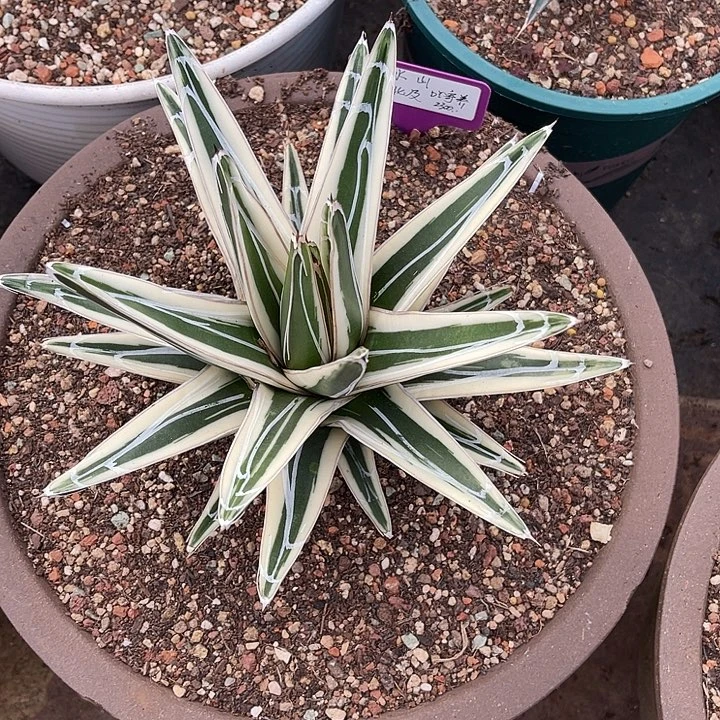 勋哥多肉冰山亚成