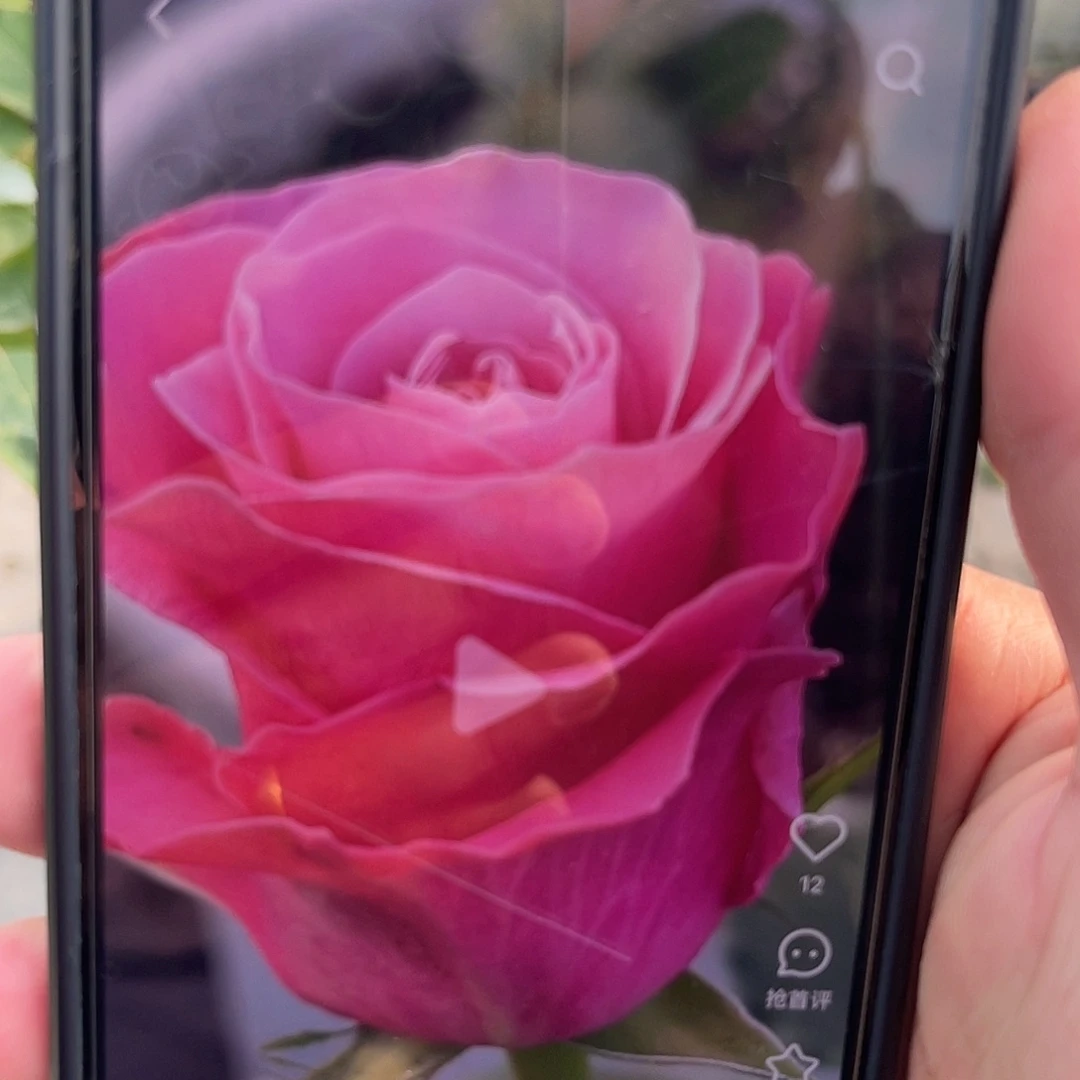 无花朵———-爱痕 大苗