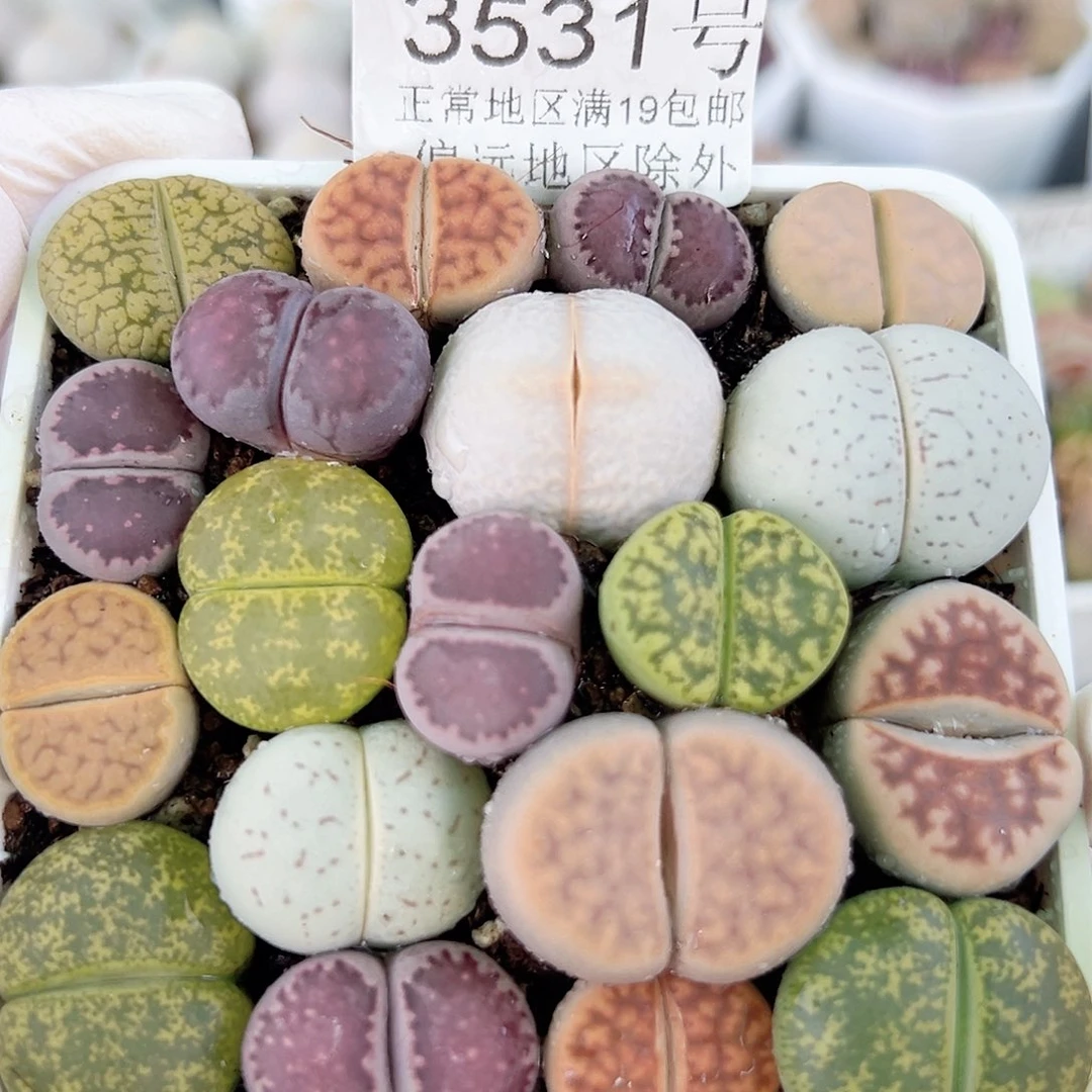 3531 好养易活生石花大母本