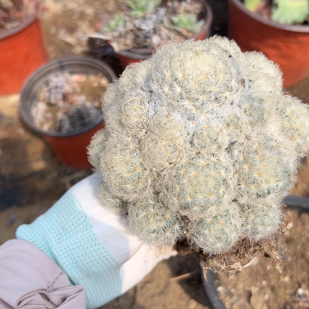 多肉植物白星开花