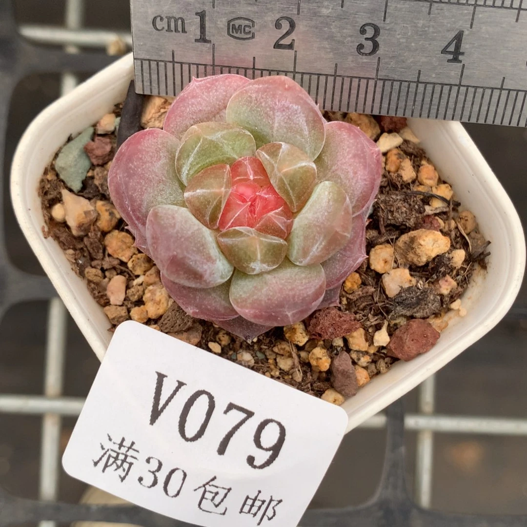 79。小鼻嘎透心琥珀。