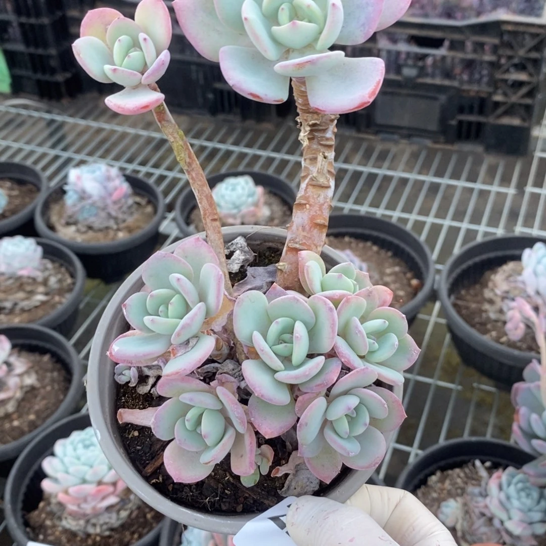 2299白月光一物一拍