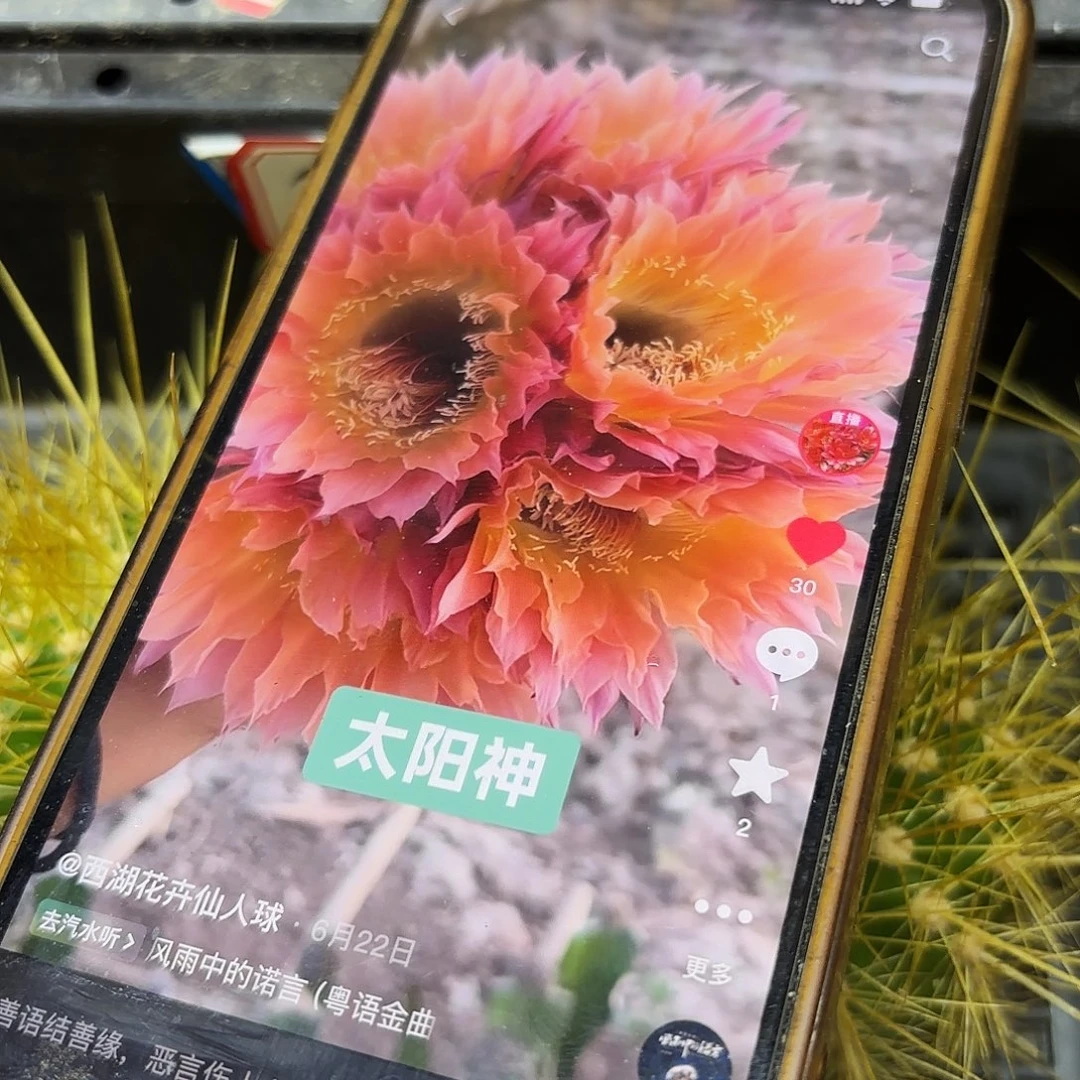 太阳神瑕疵无根侧牙1