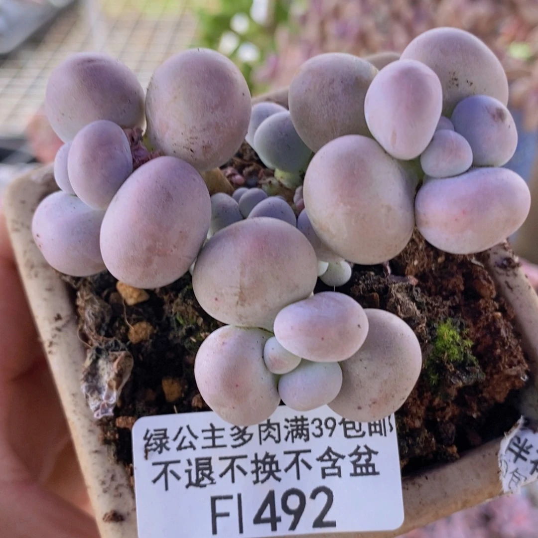 芭比奶洛6cm492多肉植物