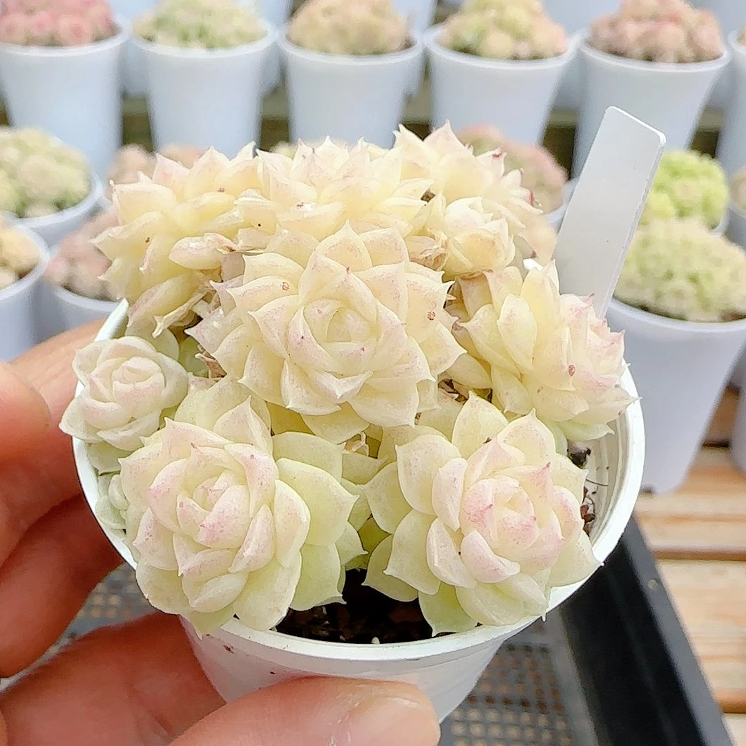 1225-57（m1-423-3）优选