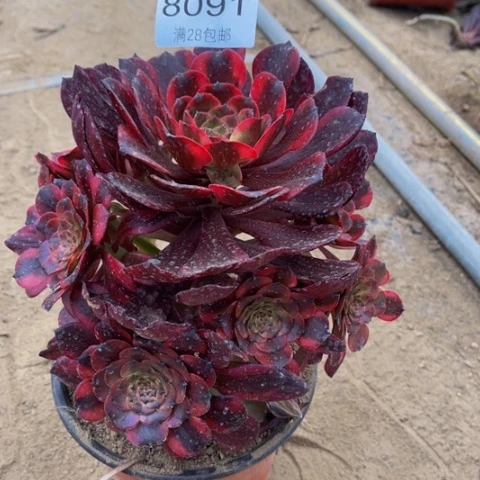 烟花多肉多肉肉8091