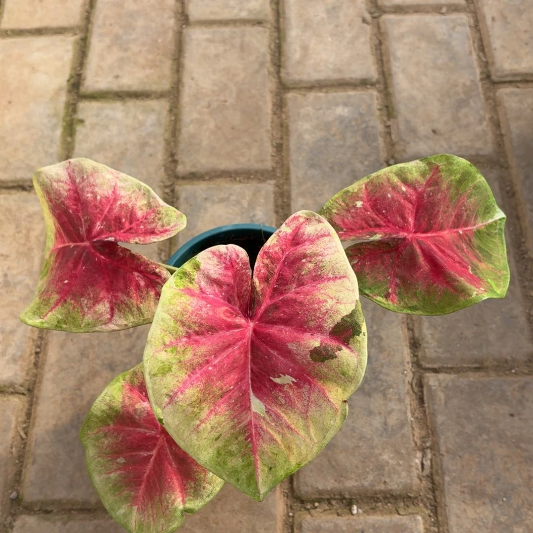 泰国彩叶芋12-1127